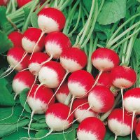 بذر تربچه دورنگ گرد