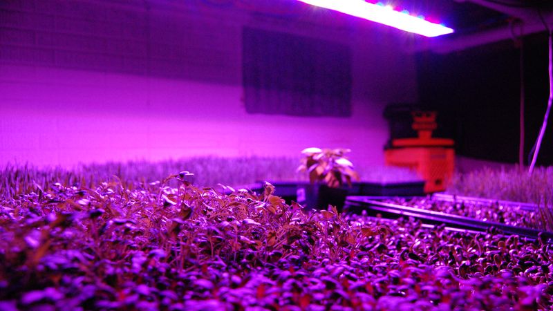 تاثیر نور LED بر گیاهان