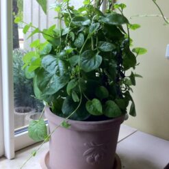 بذر اسفناج رونده قرمز