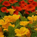 بذر گل لادن خوراکی