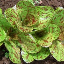 بذر کاهو خالدار آمریکایی