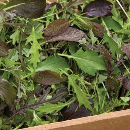سبزی های مخلوط اعلا بسته بذر ۱۰۰ عددی