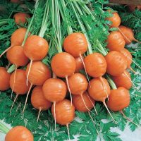بذر هویج گرد