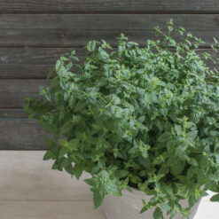 بذر نعنا امریکایی