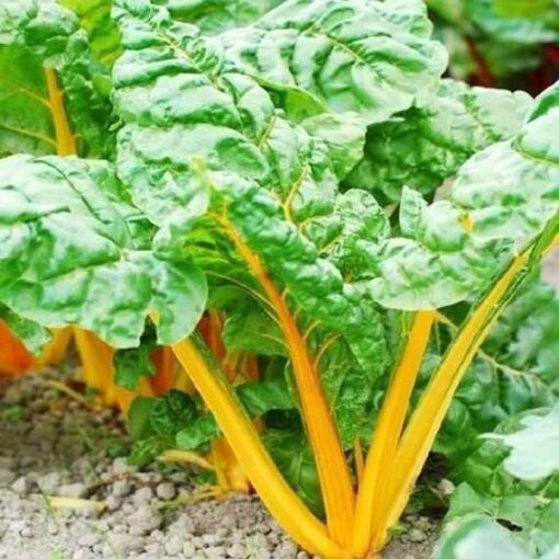بذر سوئیس چارد پرتقالی