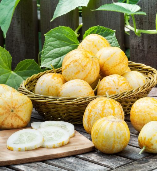 بذر خیار لیمویی