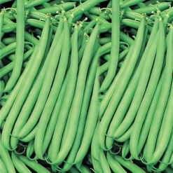 بذر لوبیا سبز آمریکایی