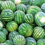 بذر هندوانه کریمسون سوئیت بسته 20 عددی - Image 3