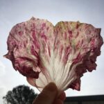 بذر کاسنی فرنگی گل زیبا بسته ۵۰ عددی - Image 5