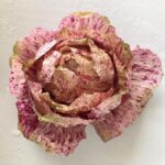 بذر کاسنی فرنگی گل زیبا بسته ۵۰ عددی - Image 6