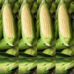 بذر ذرت شیرین استاندارد بسته 20 عددی - Image 4