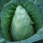 بذر کلم برگ سبز استوانه ای جرسی بسته 25 عددی - Image 2