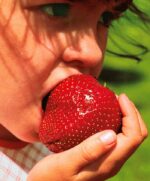 بذر توت فرنگی غول پیکر بسته ۵۰ عددی - Image 12