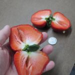 بذر توت فرنگی غول پیکر بسته ۵۰ عددی - Image 7