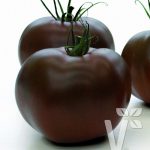 بذر گوجه فرنگی قهوه ای