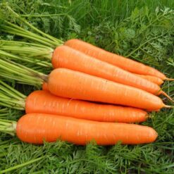 بذر هویج هیبرید