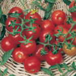 بذر گوجه فرنگی چری درشت خوشه ای