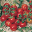بذر گوجه فرنگی چری درشت خوشه ای