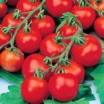 بذر گوجه فرنگی چری درشت خوشه ای بسته 50 عددی - Image 2
