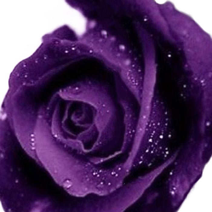 Белые розы фиолетовый. Фиолетовые розы. Фиолетовые сиреневые розы. Темно фиолетовые розы.