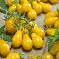 بذر گوجه فرنگی گلابی خوشه ای زرد