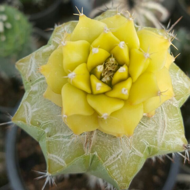 شناخت پیوند کاکتوس