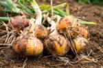 بذر پیاز زرد روز کوتاه گرانکس بسته ۴۰ عددی - Image 2
