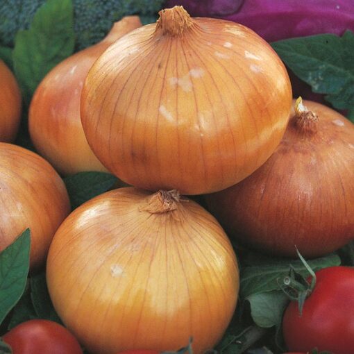 بذر پیاز زرد