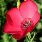 بذر گل کتان قرمز بسته ۵۰ عددی - Image 2
