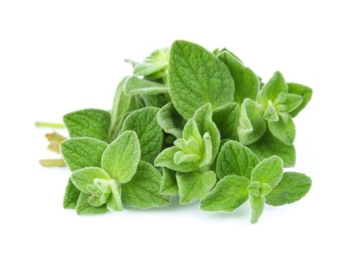 بذر آویشن کوهی