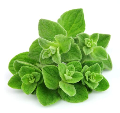 بذر آویشن کوهی