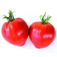 بذر گوجه فرنگی قلبی