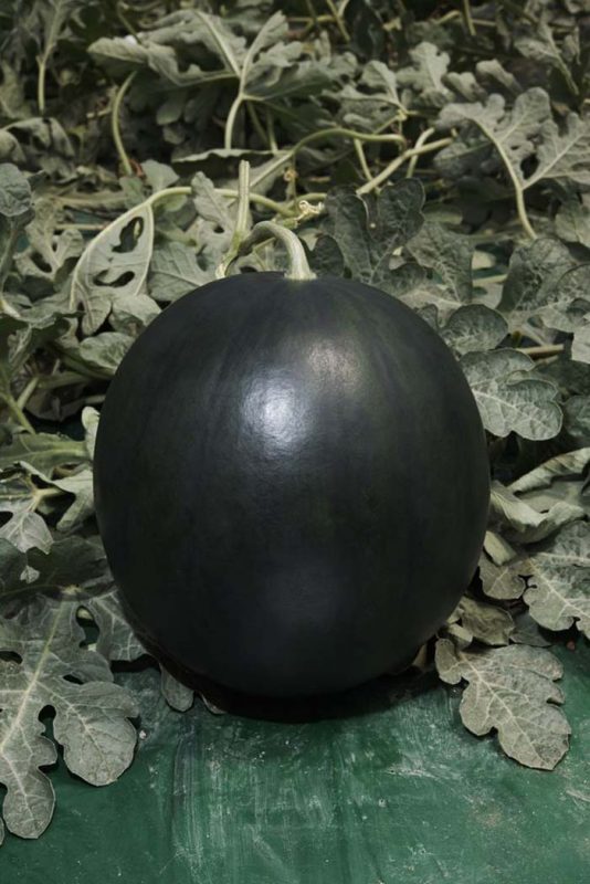 بذر هندوانه سیاه ژاپنی