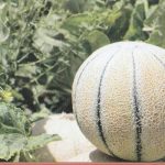بذر شمام سمسوری