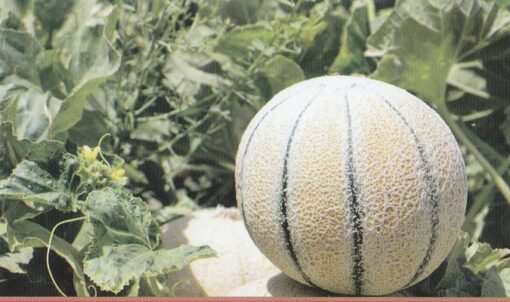 بذر شمام سمسوری