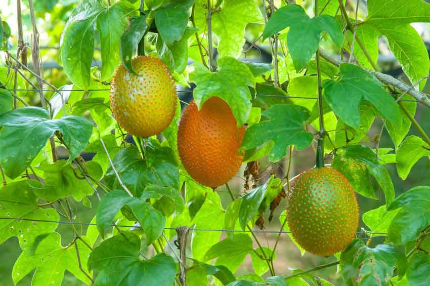 میوه گاک