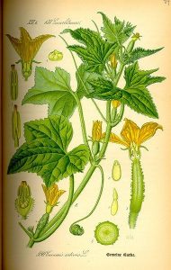 گیاه شناسی خیار سبز