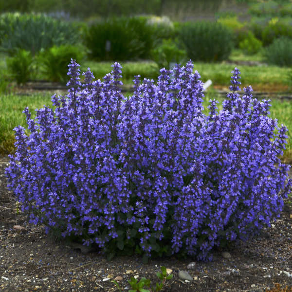 کشت نعنا گربه ای