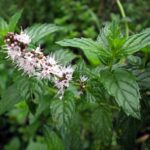 بذر نعنا یوروگاردن