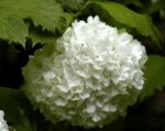 گیلابری