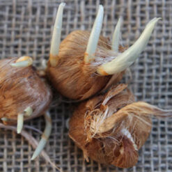 پیاز زعفران