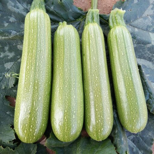 بذر کدو خورشتی سبز