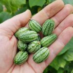 بذر خیار مکزیکی (هندوانه ای) بسته 6 عددی