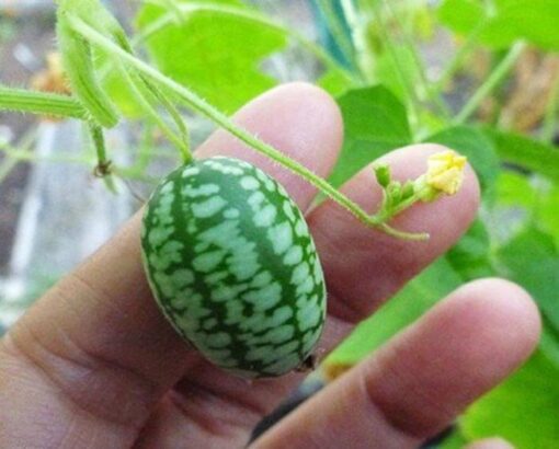 بذر خیار مکزیکی