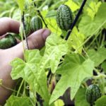 بذر خیار مکزیکی