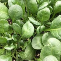 baby spinach