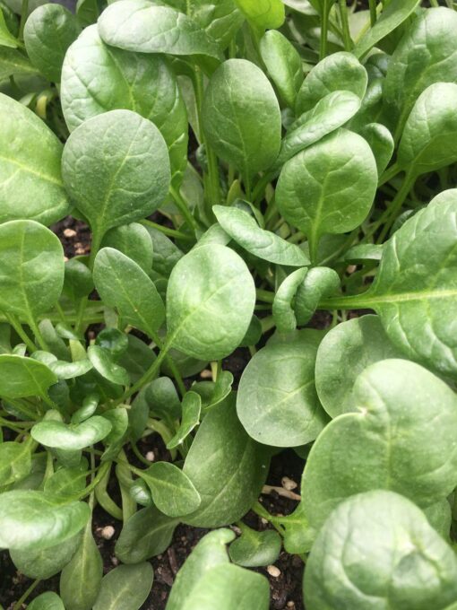 baby spinach