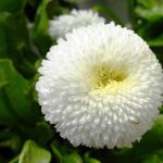 بذر گل مینا چمنی سفید بسته 100 عددی