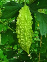 بذر بیتر ملون یا کارلا هندی بسته 5 عددی - Image 2