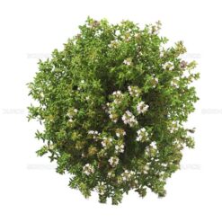 بذر آویشن باغی